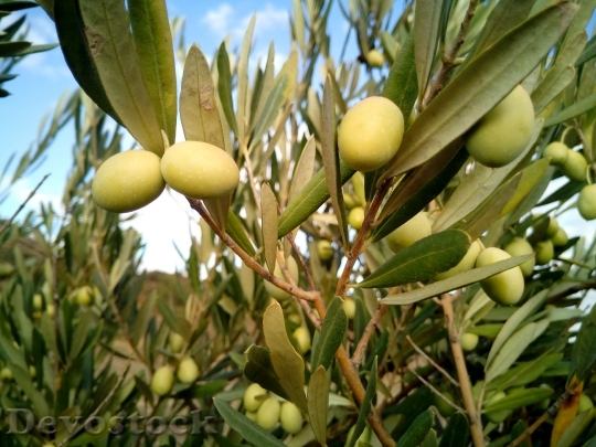Devostock Olive Trees Olives Olivas