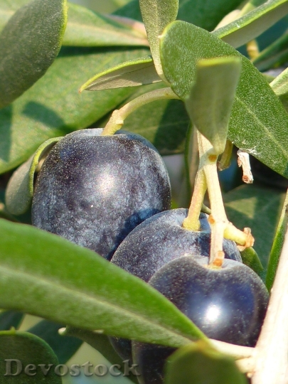 Devostock Olives Fruit Olive Tree 0