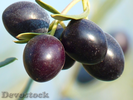 Devostock Olives Fruit Olive Tree