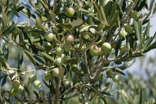 Devostock Olives Fruits Green Trees