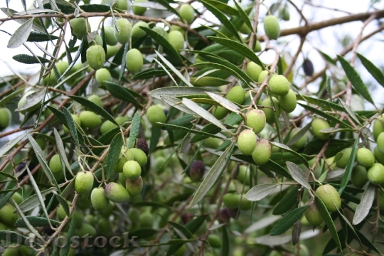 Devostock Olives Green Olea Europaea