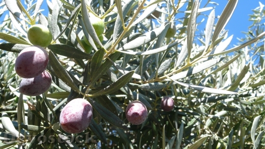 Devostock Olives Olive Fruit Olivas