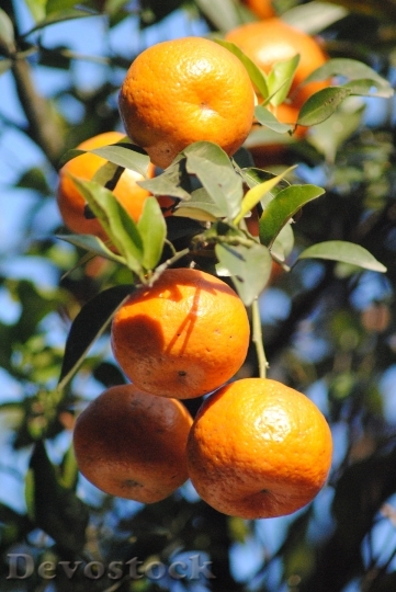 Devostock Orange Bunch Fruits Ripe