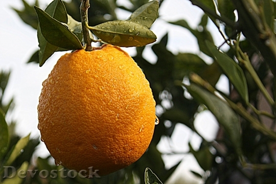 Devostock Orange Citrus Tucson Arizona