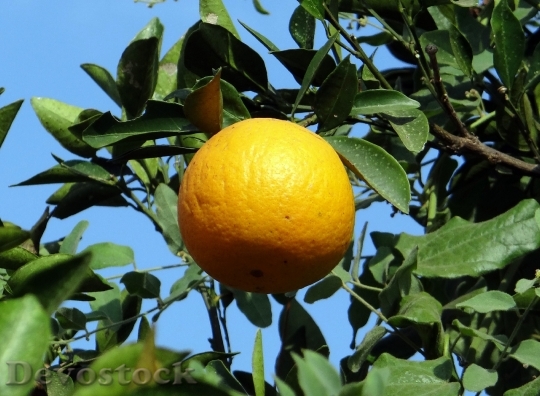 Devostock Orange Fruit Citrus Juicy