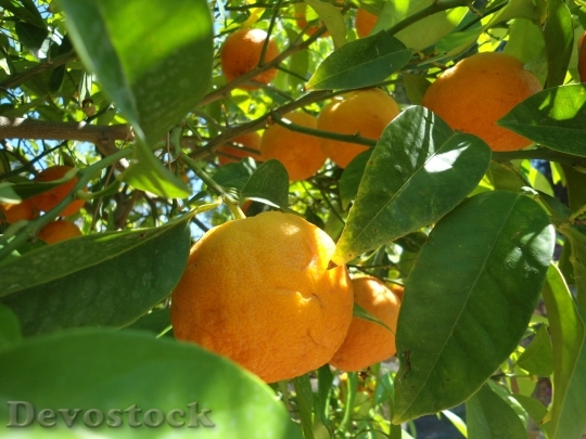 Devostock Orange Fruit Frisch 389005