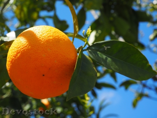 Devostock Orange Fruit Orange Tree 1