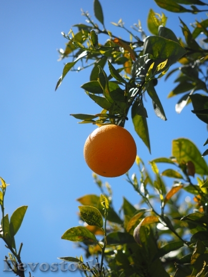 Devostock Orange Fruit Orange Tree 11