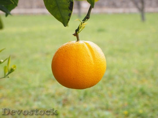 Devostock Orange Fruit Orange Tree 12