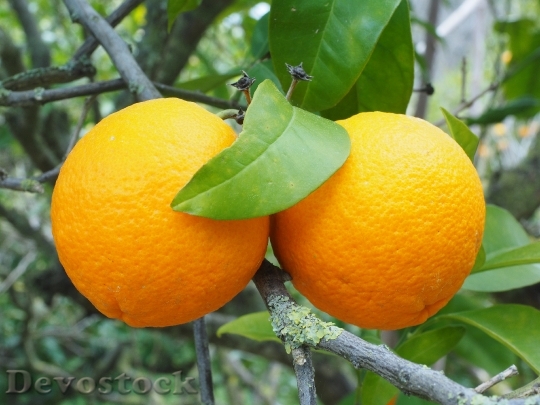 Devostock Orange Fruit Orange Tree 13