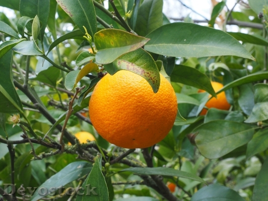 Devostock Orange Fruit Orange Tree 17