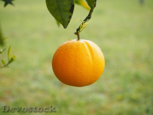 Devostock Orange Fruit Orange Tree 19