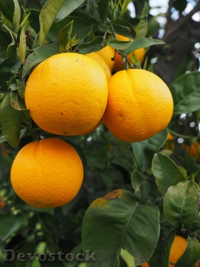 Devostock Orange Fruit Orange Tree