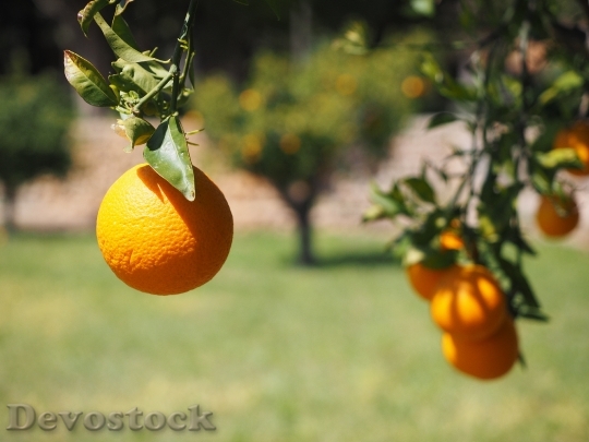 Devostock Orange Fruit Orange Tree 5