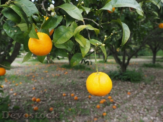 Devostock Orange Fruit Orange Tree 8
