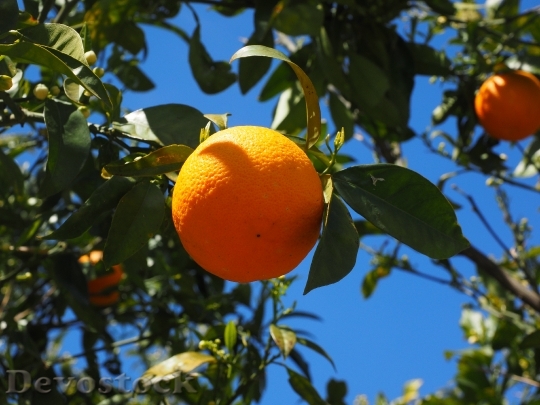 Devostock Orange Fruit Orange Tree 9