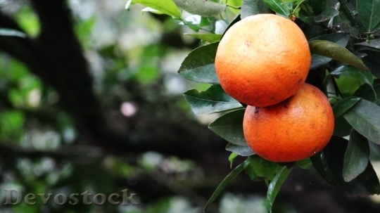 Devostock Orange Green Fruit Nature