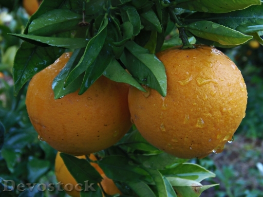 Devostock Orange Naranjo Rain Drops