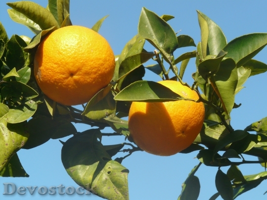 Devostock Orange Orange Tree Fruits