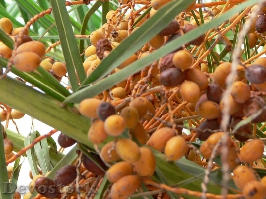 Devostock Orange Palm Tree Fruits
