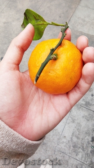Devostock Orange Ponkan Round Natural