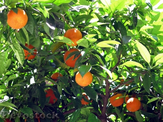 Devostock Orange Tree Bush Nature