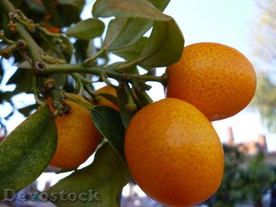 Devostock Orange Tree Fruits Plant