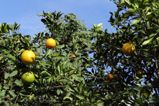 Devostock Orange Tree Orange Fruit