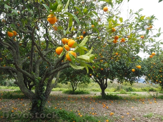 Devostock Orange Tree Orange Grove 1