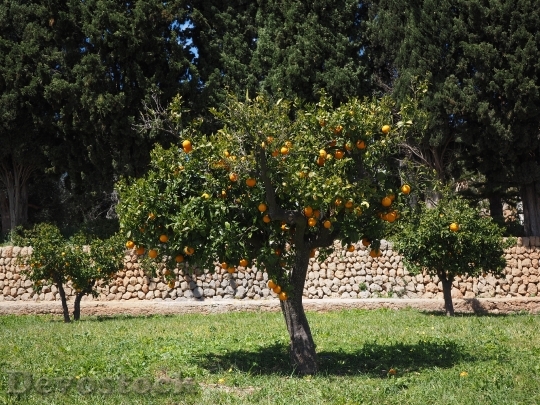 Devostock Orange Tree Orange Grove 3