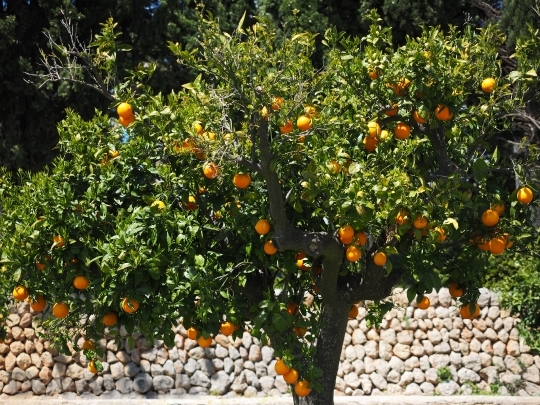Devostock Orange Tree Orange Grove 4
