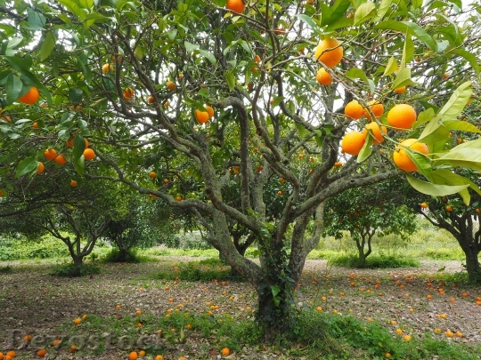 Devostock Orange Tree Orange Grove 5