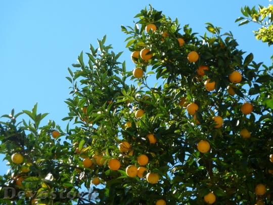 Devostock Orange Trees Trees Outdoors