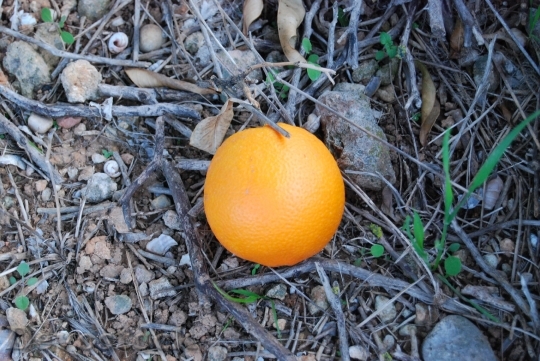 Devostock Orange Valencia Nature Fruit
