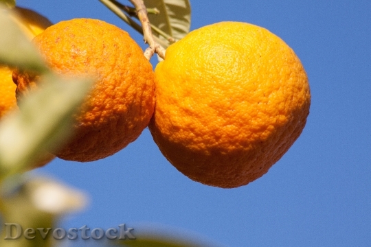 Devostock Oranges Bahia Orange Citrus