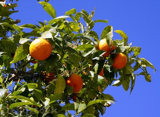 Devostock Oranges Fruit Citrus Naranjo