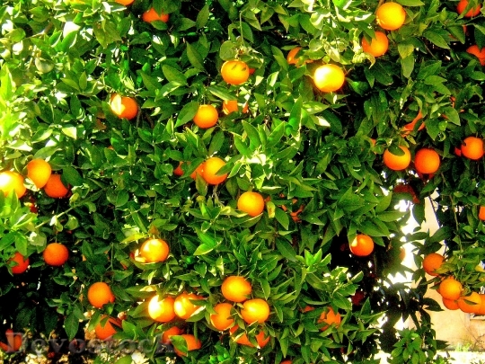 Devostock Oranges Fruit Orange Tree
