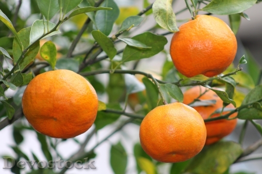 Devostock Oranges Fruit Veracruz Traditional