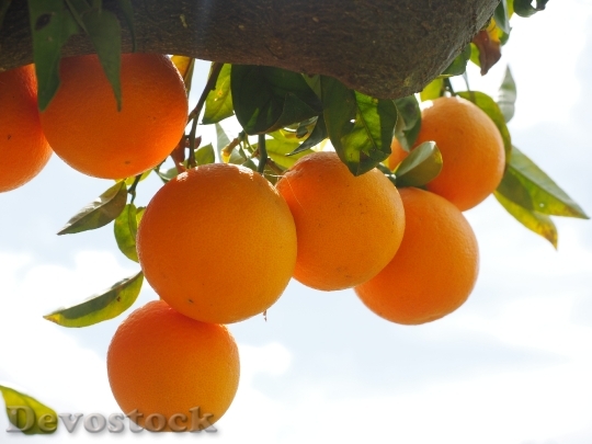 Devostock Oranges Fruits Orange Tree 1