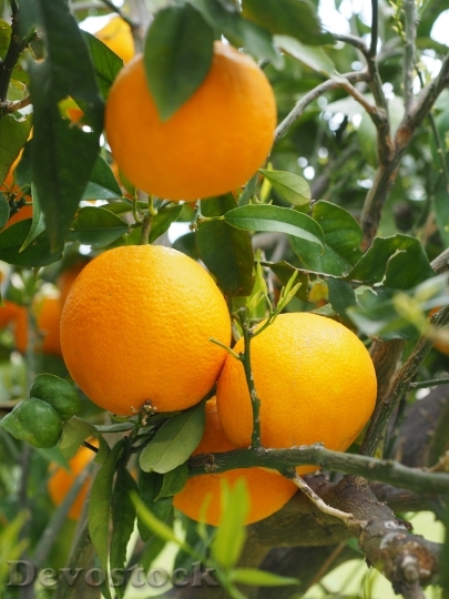 Devostock Oranges Fruits Orange Tree 11
