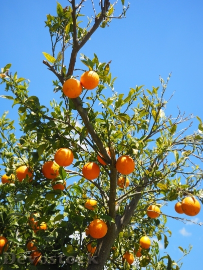 Devostock Oranges Fruits Orange Tree 12