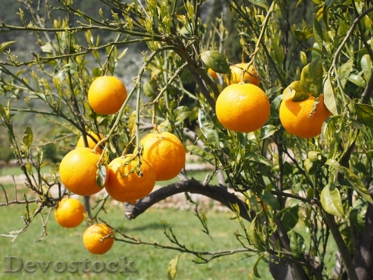Devostock Oranges Fruits Orange Tree 13