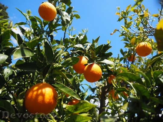 Devostock Oranges Fruits Orange Tree 14