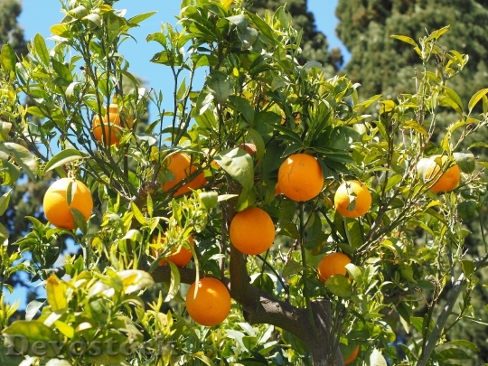 Devostock Oranges Fruits Orange Tree 15