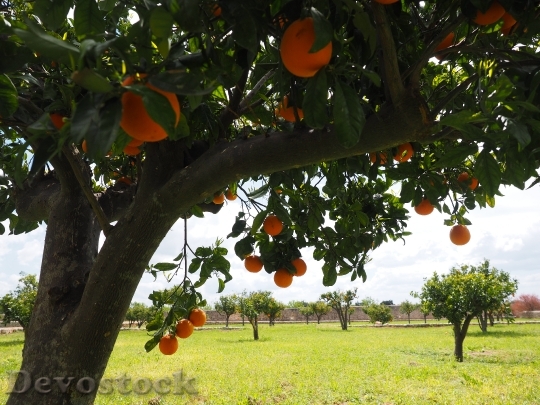 Devostock Oranges Fruits Orange Tree 17