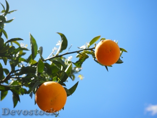Devostock Oranges Fruits Orange Tree 19