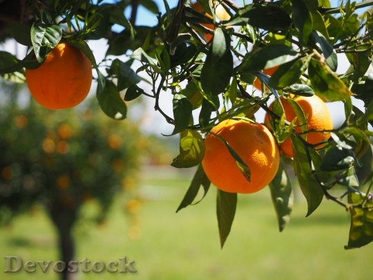 Devostock Oranges Fruits Orange Tree 2