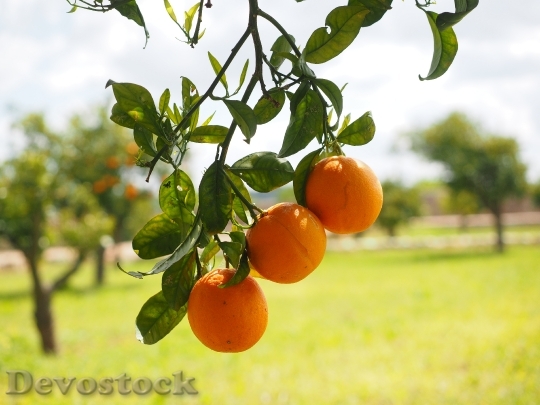 Devostock Oranges Fruits Orange Tree 23