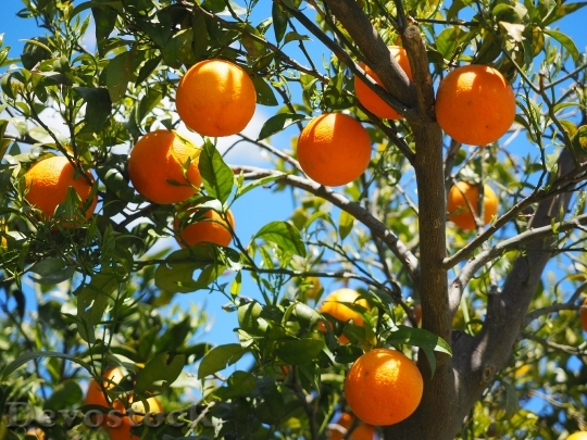 Devostock Oranges Fruits Orange Tree