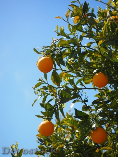 Devostock Oranges Fruits Orange Tree 5